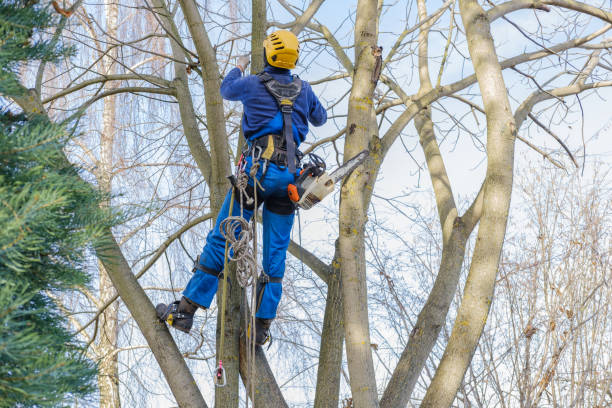 Best Root Management and Removal  in Mascoutah, IL